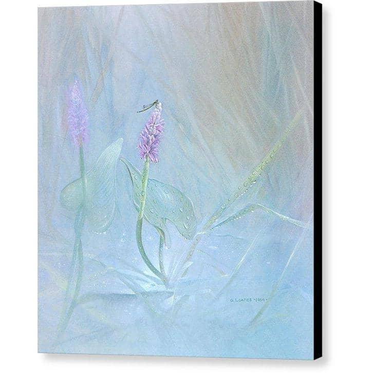 Pickerelweed - Canvas Print | Artwork by Glen Loates