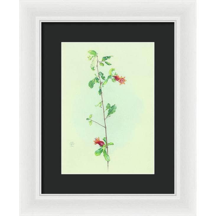Pomegranate - Framed Print | Artwork by Glen Loates