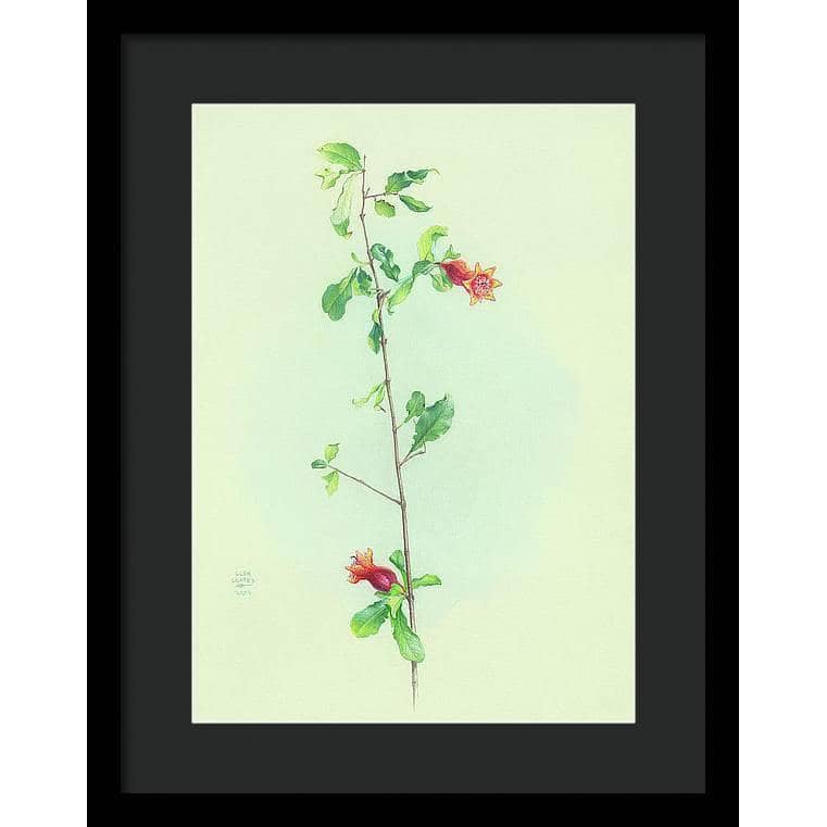 Pomegranate - Framed Print | Artwork by Glen Loates
