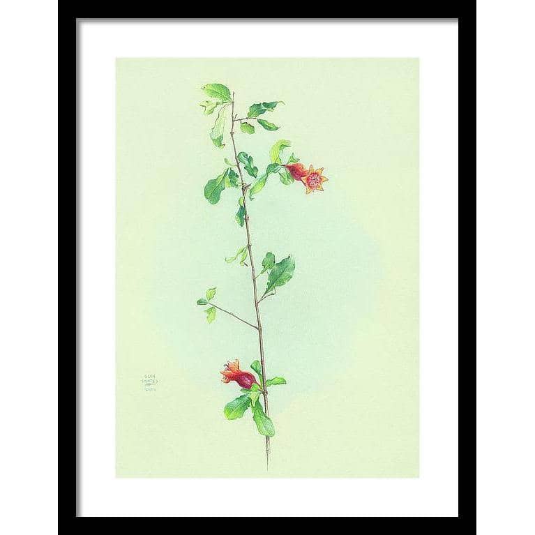 Pomegranate - Framed Print | Artwork by Glen Loates