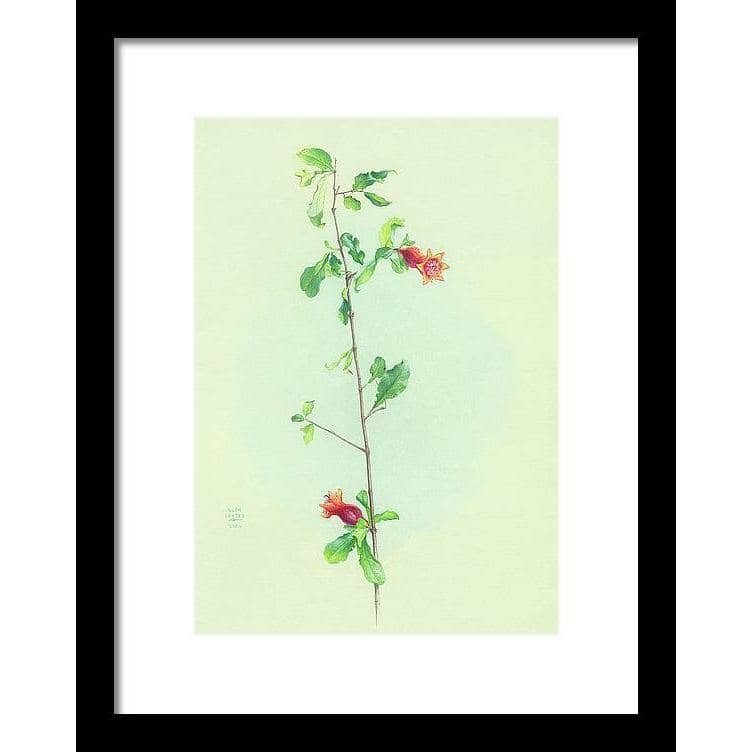 Pomegranate - Framed Print | Artwork by Glen Loates