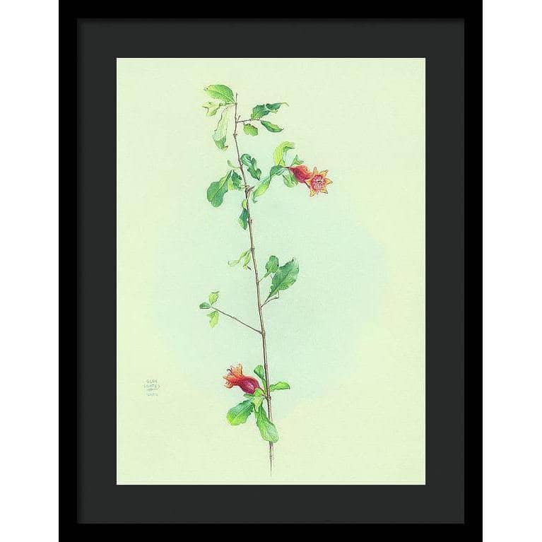 Pomegranate - Framed Print | Artwork by Glen Loates