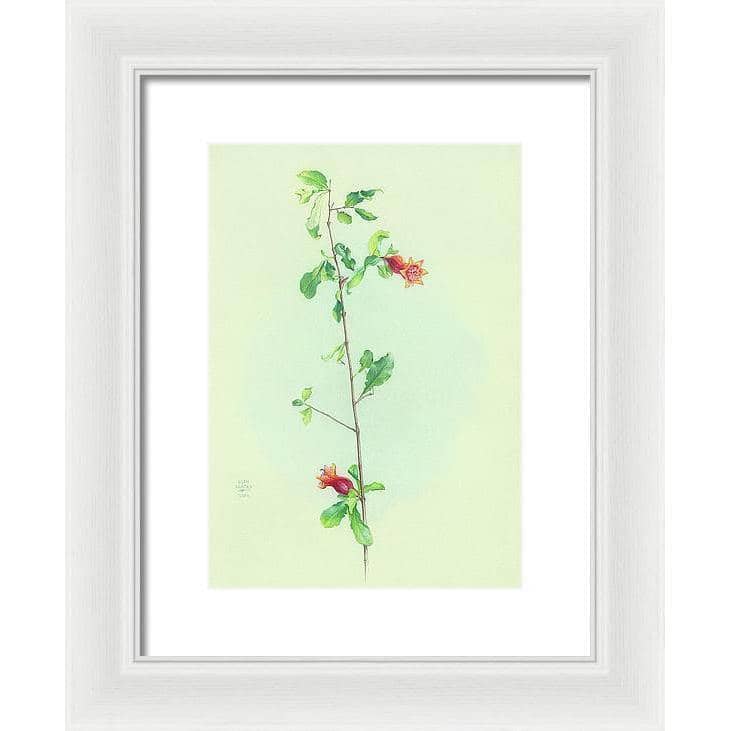 Pomegranate - Framed Print | Artwork by Glen Loates