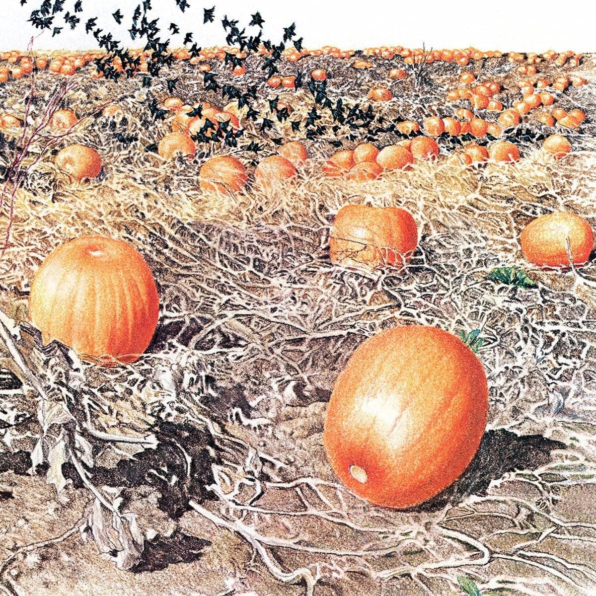 Pumpkin Patch - Canvas Print | Artwork by Glen Loates