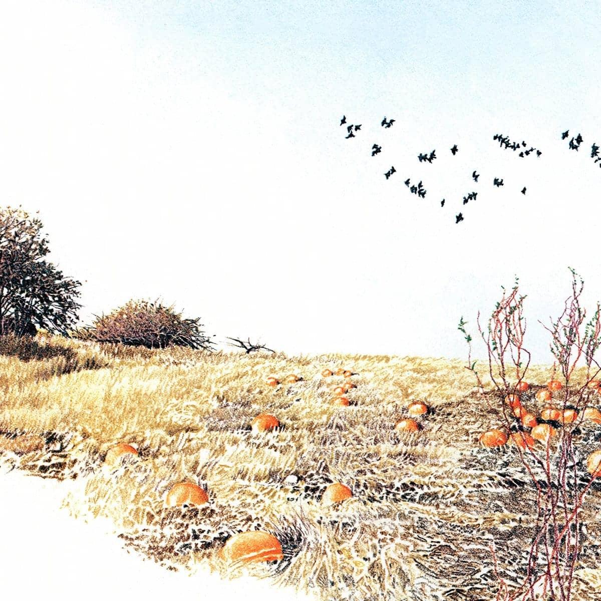 Pumpkin Patch - Canvas Print | Artwork by Glen Loates
