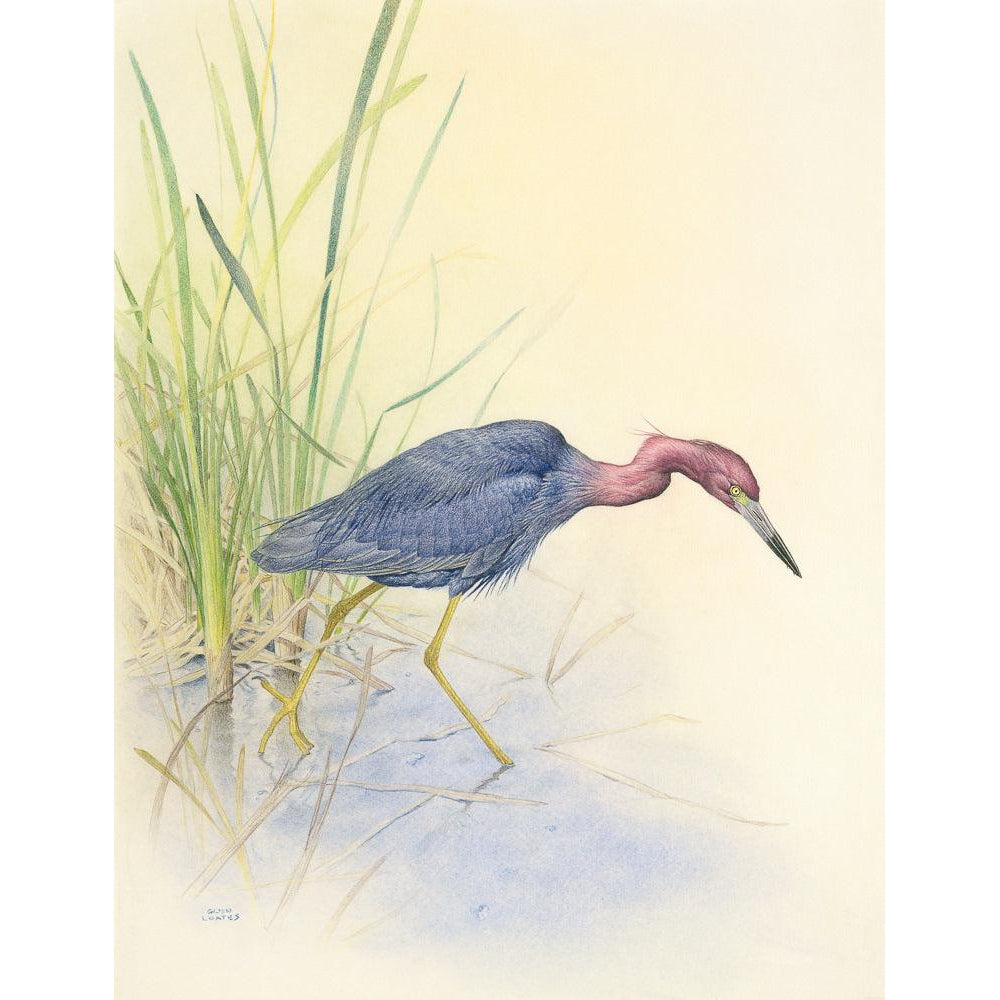 Purple Heron - Canvas Print | Artwork by Glen Loates