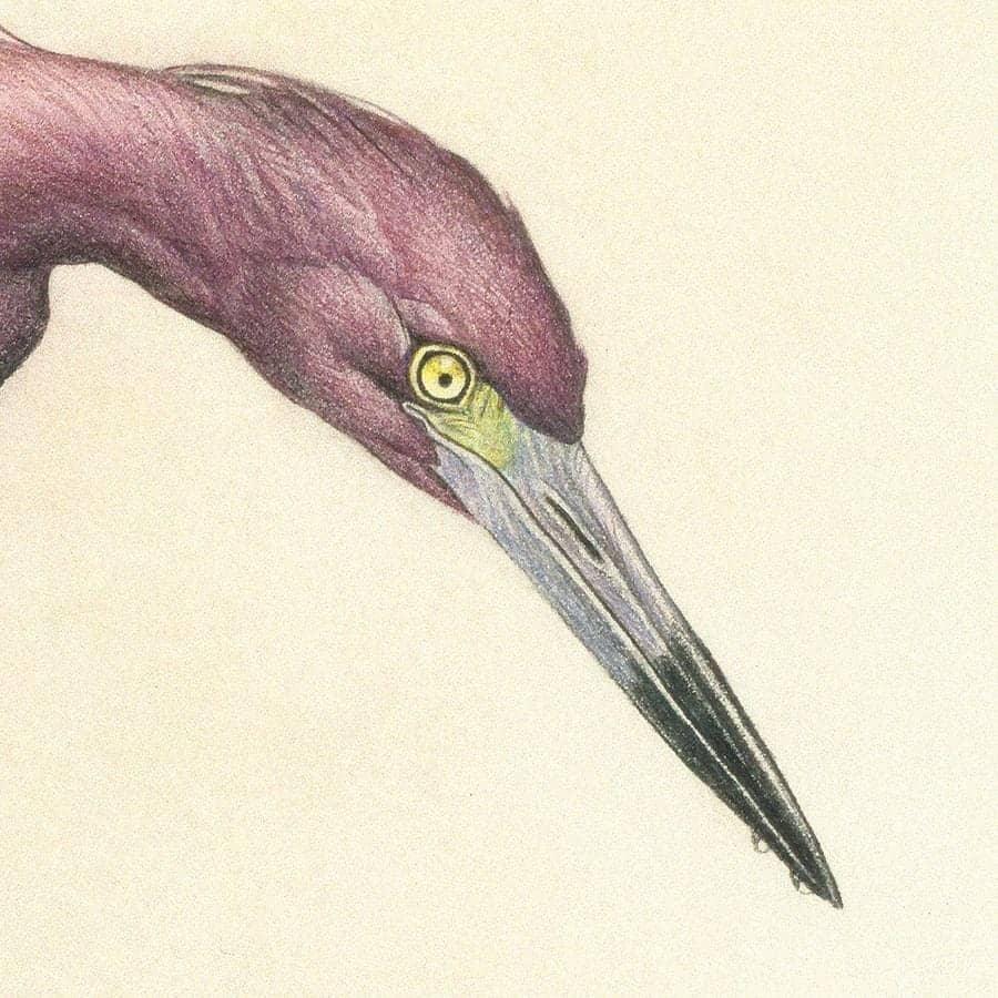 Purple Heron - Framed Print | Artwork by Glen Loates