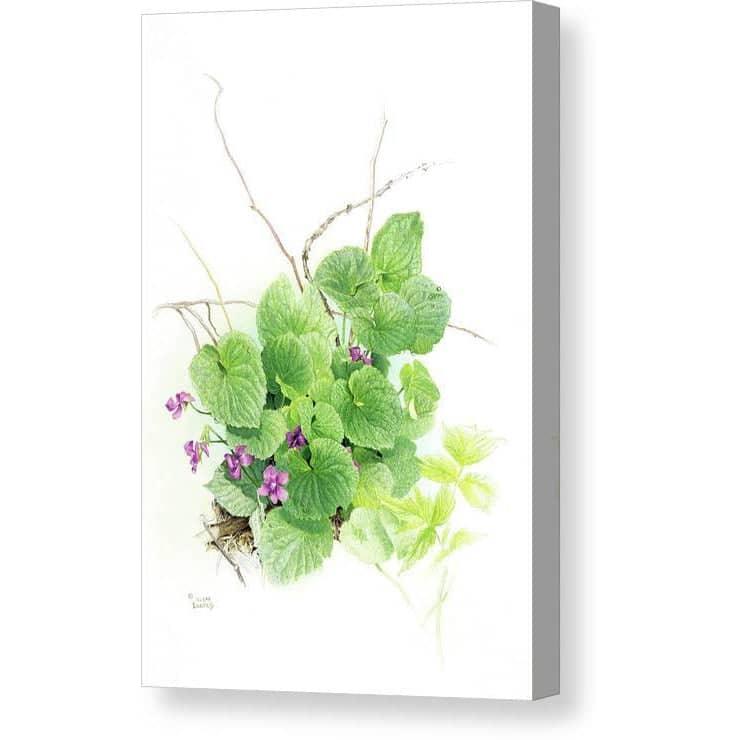 Purple Violets - Canvas Print | Artwork by Glen Loates