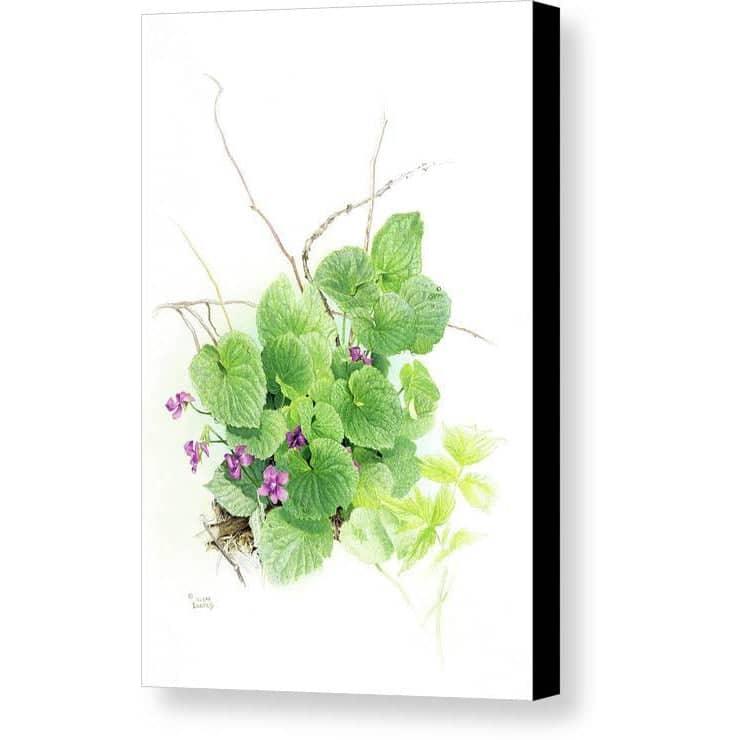 Purple Violets - Canvas Print | Artwork by Glen Loates