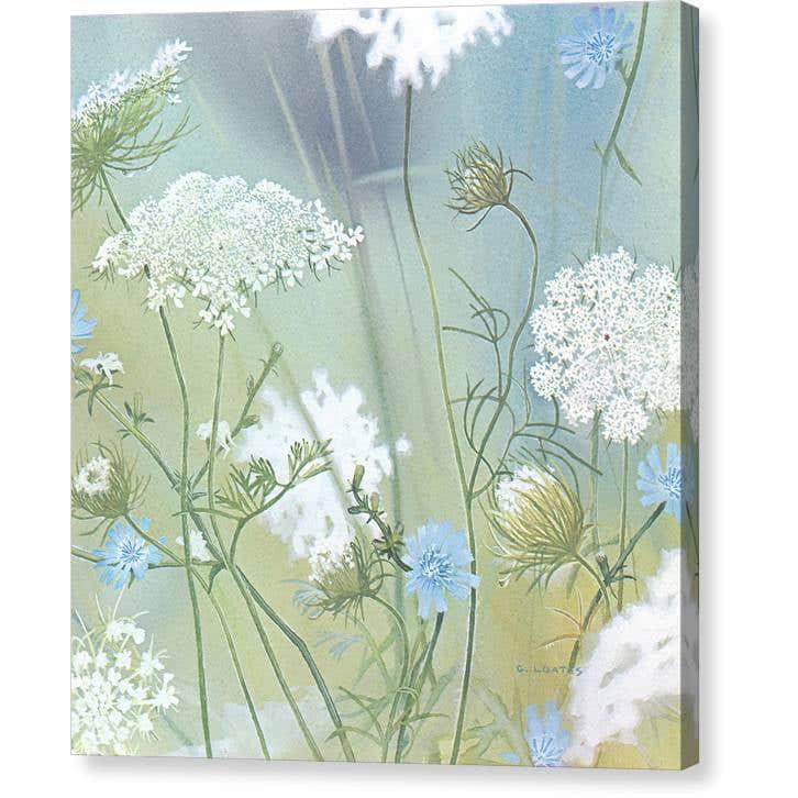 Queen Annes Lace - Canvas Print | Artwork by Glen Loates