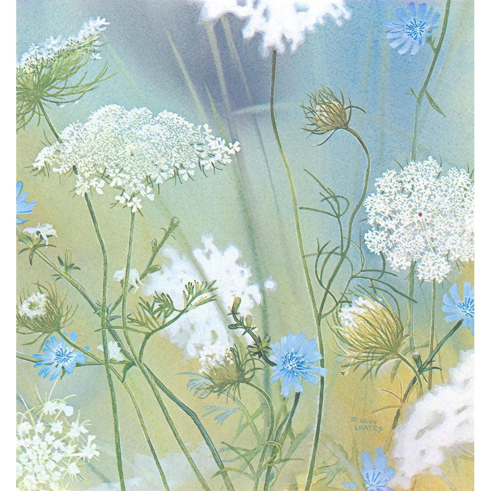 Queen Annes Lace - Framed Print | Artwork by Glen Loates