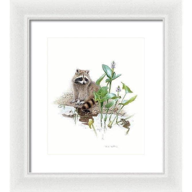 Raccoon Baby - Framed Print | Artwork by Glen Loates