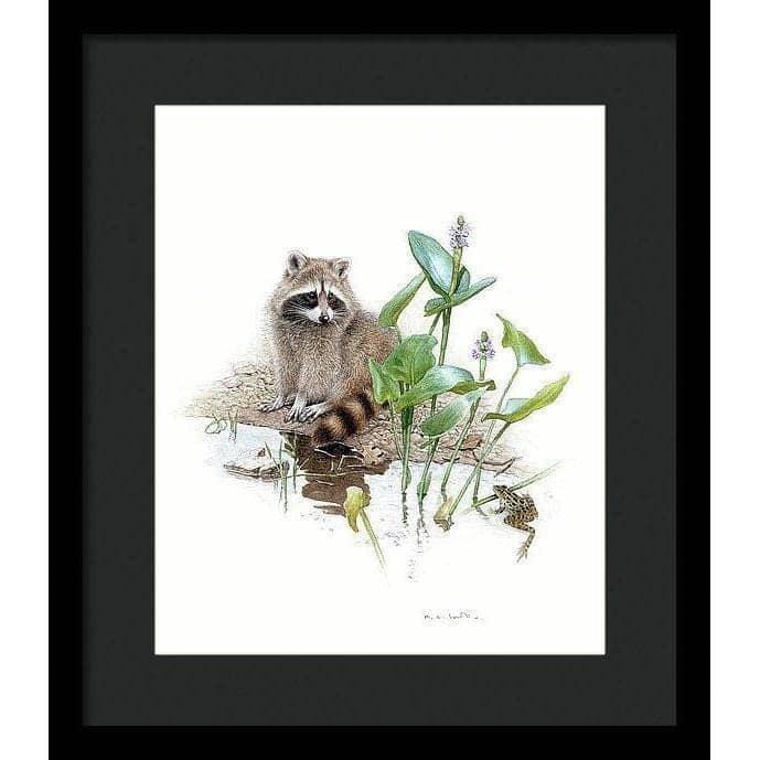 Raccoon Baby - Framed Print | Artwork by Glen Loates