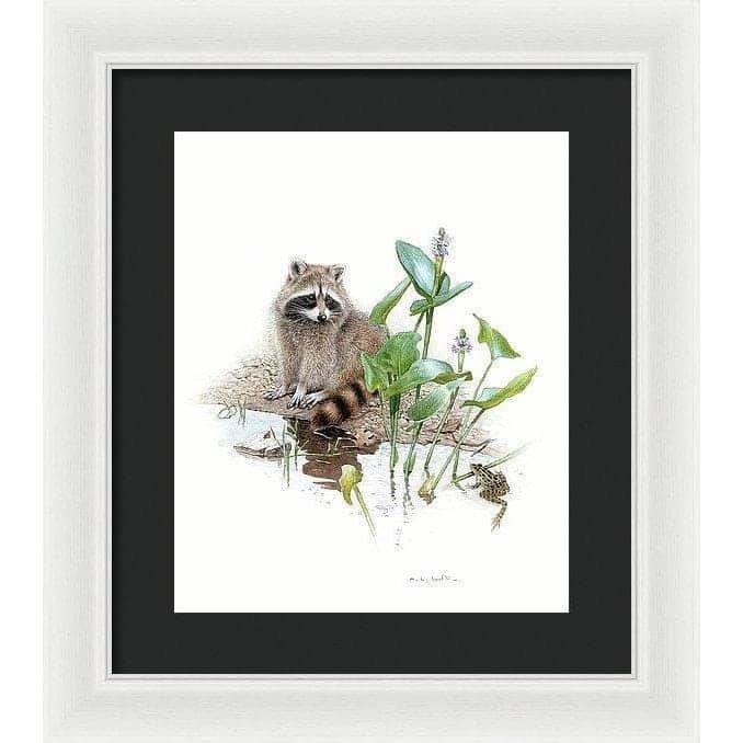 Raccoon Baby - Framed Print | Artwork by Glen Loates