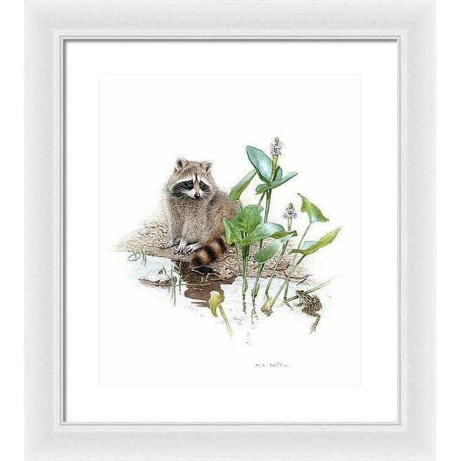 Raccoon Baby - Framed Print | Artwork by Glen Loates