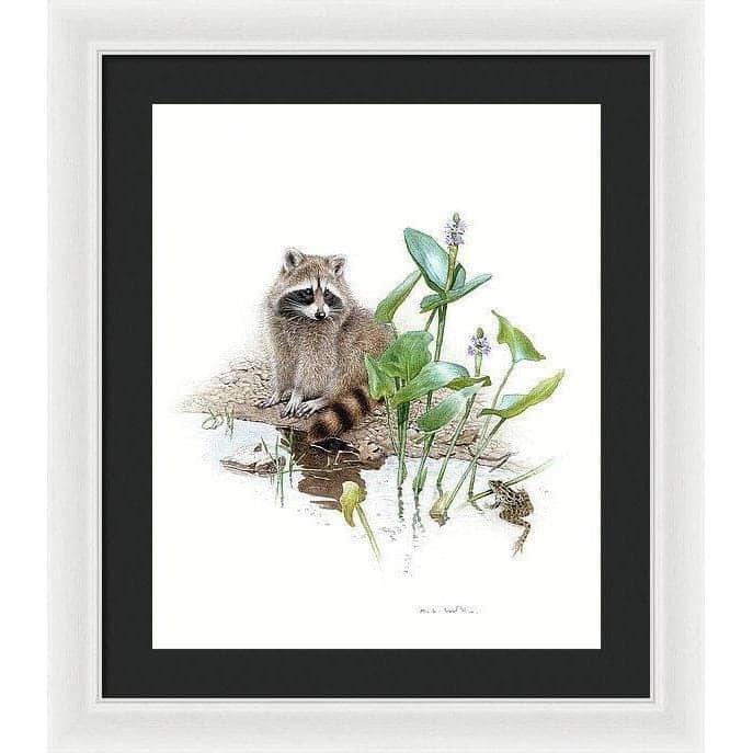 Raccoon Baby - Framed Print | Artwork by Glen Loates