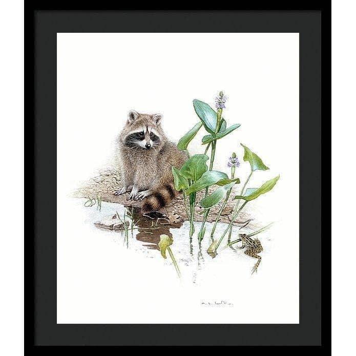 Raccoon Baby - Framed Print | Artwork by Glen Loates