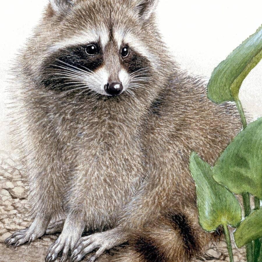 Raccoon Baby - Framed Print | Artwork by Glen Loates