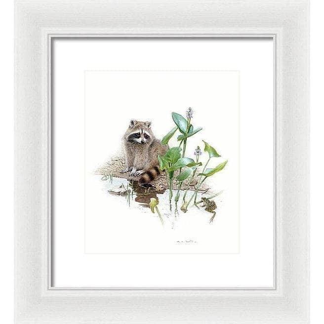 Raccoon Baby - Framed Print | Artwork by Glen Loates