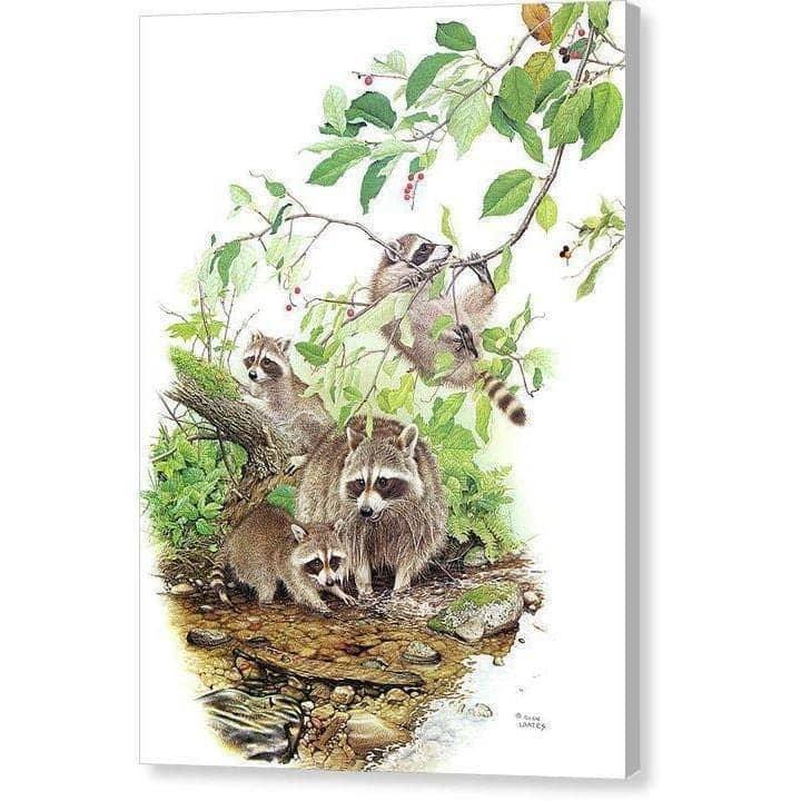 Raccoon Family - Canvas Print | Artwork by Glen Loates