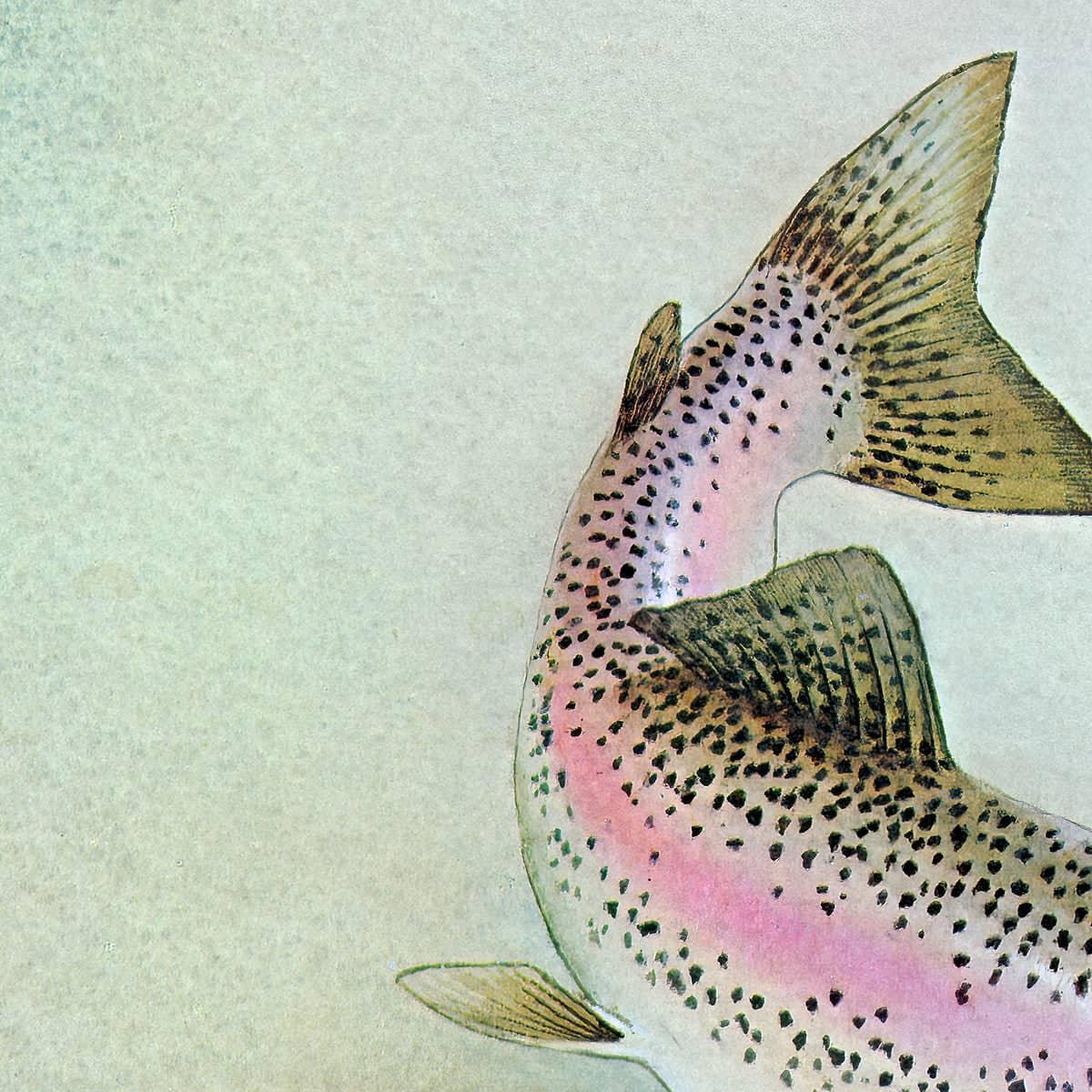 Rainbow Trout - Framed Print | Artwork by Glen Loates