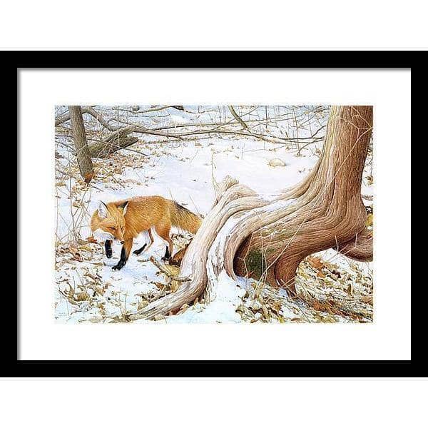 Red Fox and Cedar - Framed Print | Artwork by Glen Loates