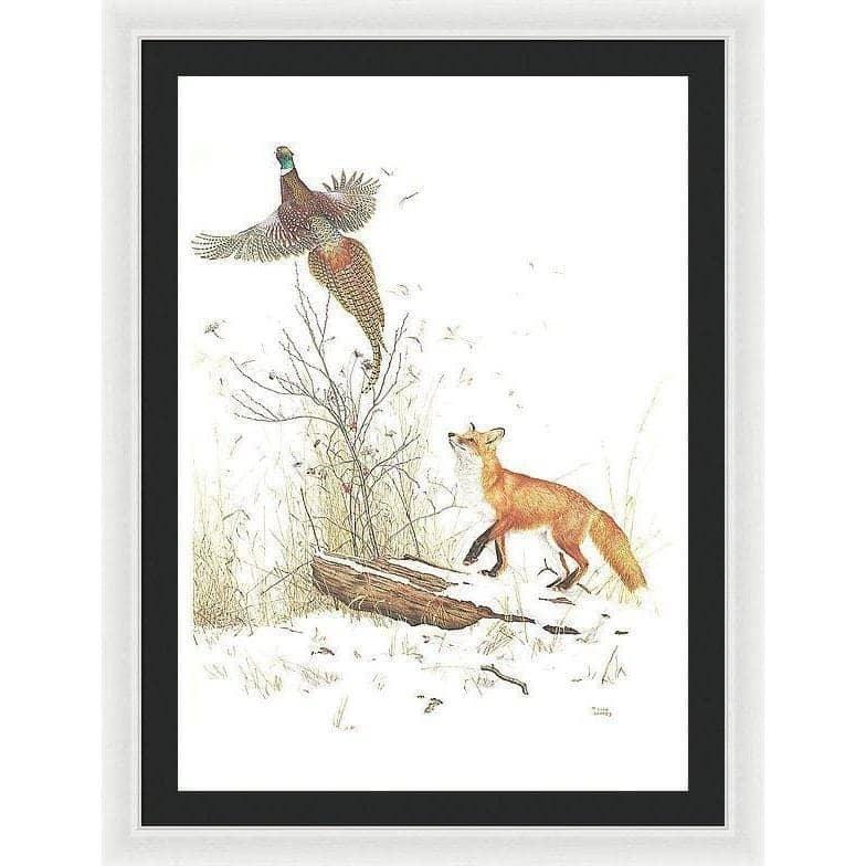 Red Fox and Ring-necked Pheasant - Framed Print | Artwork by Glen Loates