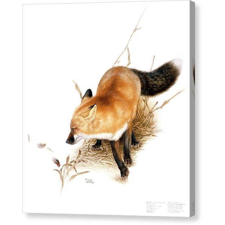 Red Fox - Canvas Print | Artwork by Glen Loates