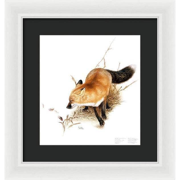 Red Fox - Framed Print | Artwork by Glen Loates