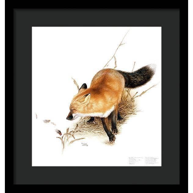 Red Fox - Framed Print | Artwork by Glen Loates