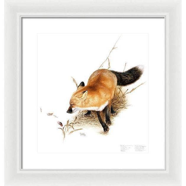 Red Fox - Framed Print | Artwork by Glen Loates
