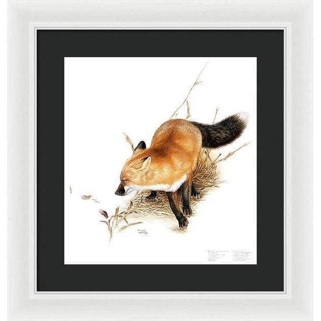 Red Fox - Framed Print | Artwork by Glen Loates