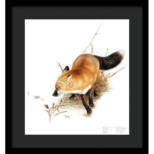 Red Fox - Framed Print | Artwork by Glen Loates