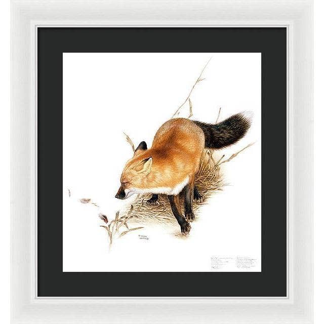 Red Fox - Framed Print | Artwork by Glen Loates