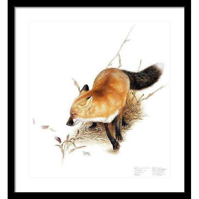 Red Fox - Framed Print | Artwork by Glen Loates