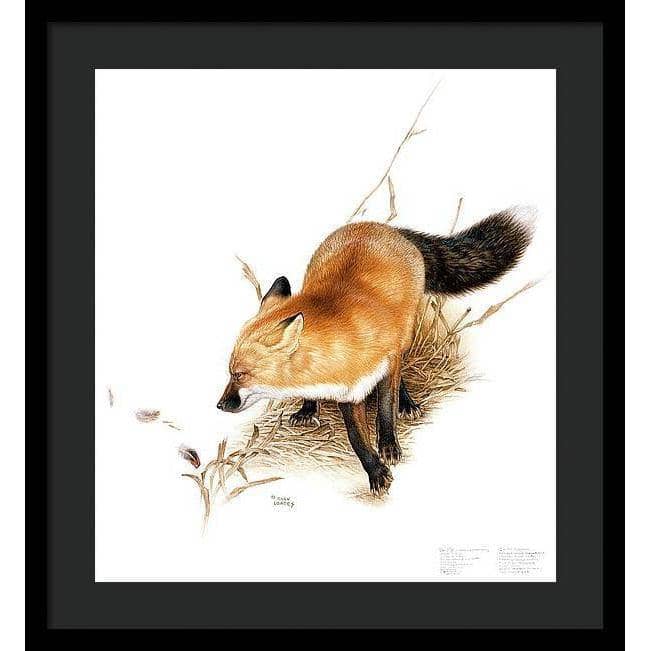 Red Fox - Framed Print | Artwork by Glen Loates
