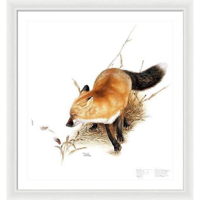 Red Fox - Framed Print | Artwork by Glen Loates