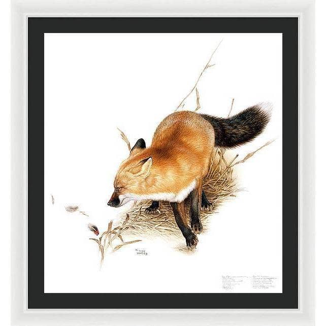 Red Fox - Framed Print | Artwork by Glen Loates