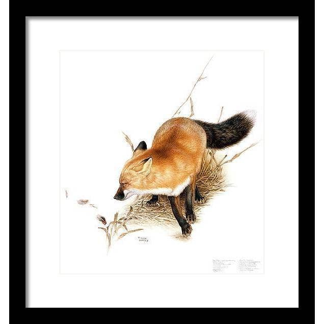 Red Fox - Framed Print | Artwork by Glen Loates
