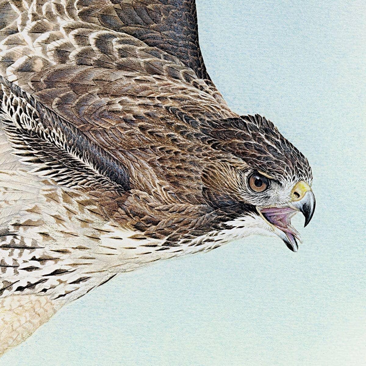 Red-tailed Hawk - Framed Print | Artwork by Glen Loates