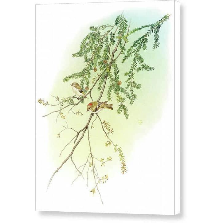 Ruby Crowned Kinglet - Canvas Print | Artwork by Glen Loates