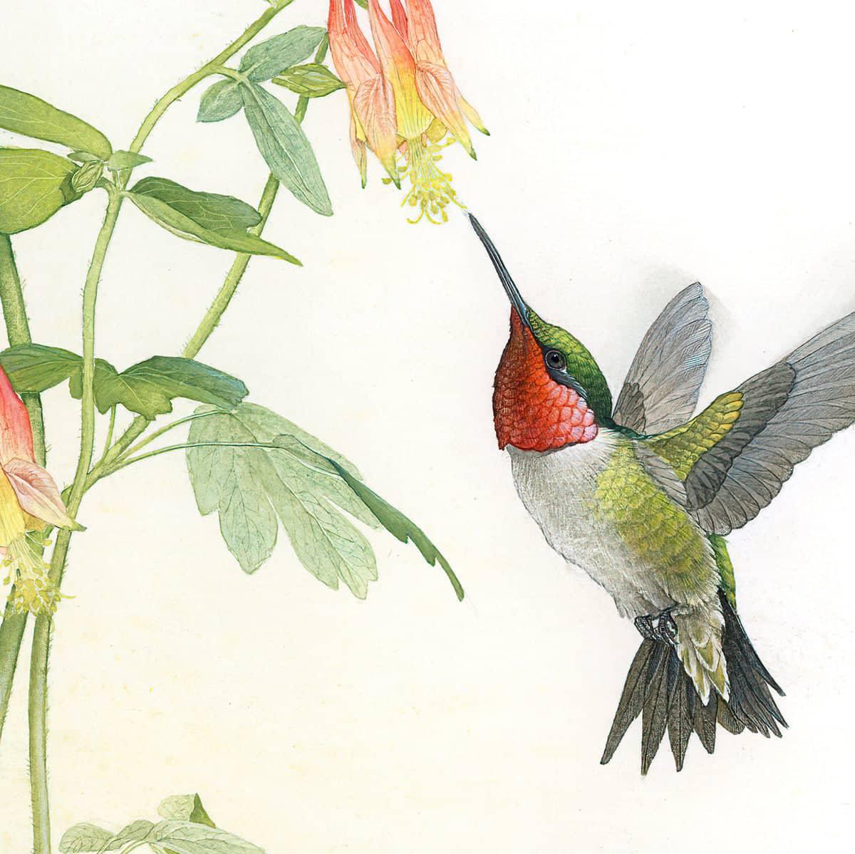 Ruby-throated Hummingbird with Red Columbine - Canvas Print | Artwork by Glen Loates
