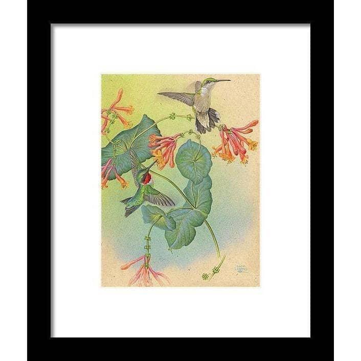 Ruby-throated Hummingbirds with Trumpet Flower - Framed Print | Artwork by Glen Loates