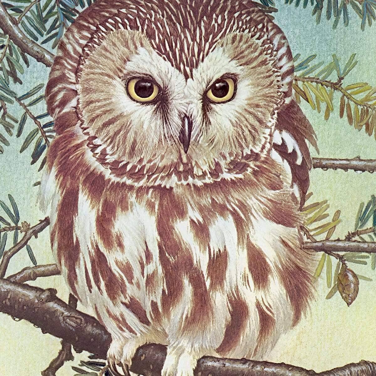 Saw-Whet Owl - Canvas Print | Artwork by Glen Loates