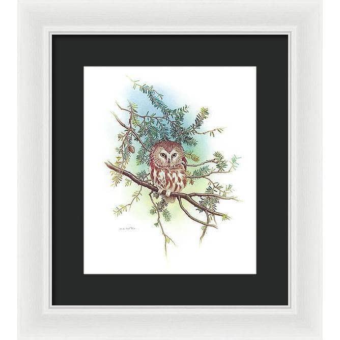 Saw-Whet Owl - Framed Print | Artwork by Glen Loates