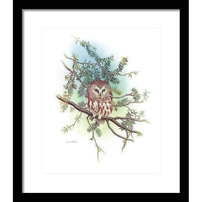 Saw-Whet Owl - Framed Print | Artwork by Glen Loates