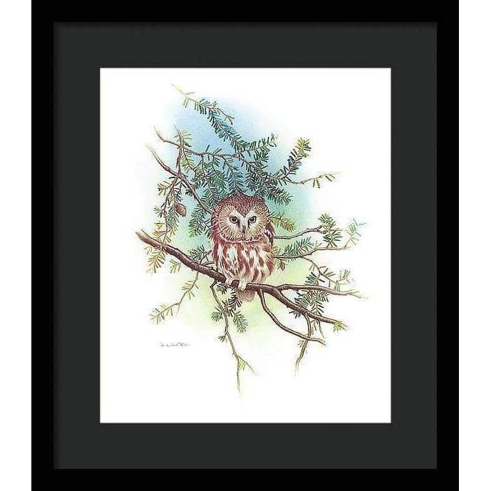 Saw-Whet Owl - Framed Print | Artwork by Glen Loates