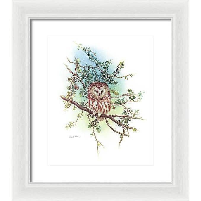 Saw-Whet Owl - Framed Print | Artwork by Glen Loates