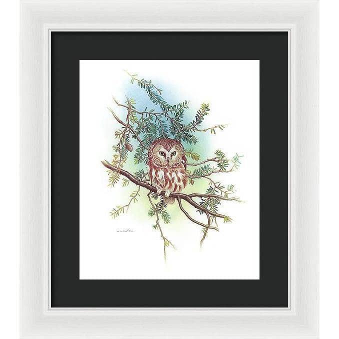 Saw-Whet Owl - Framed Print | Artwork by Glen Loates