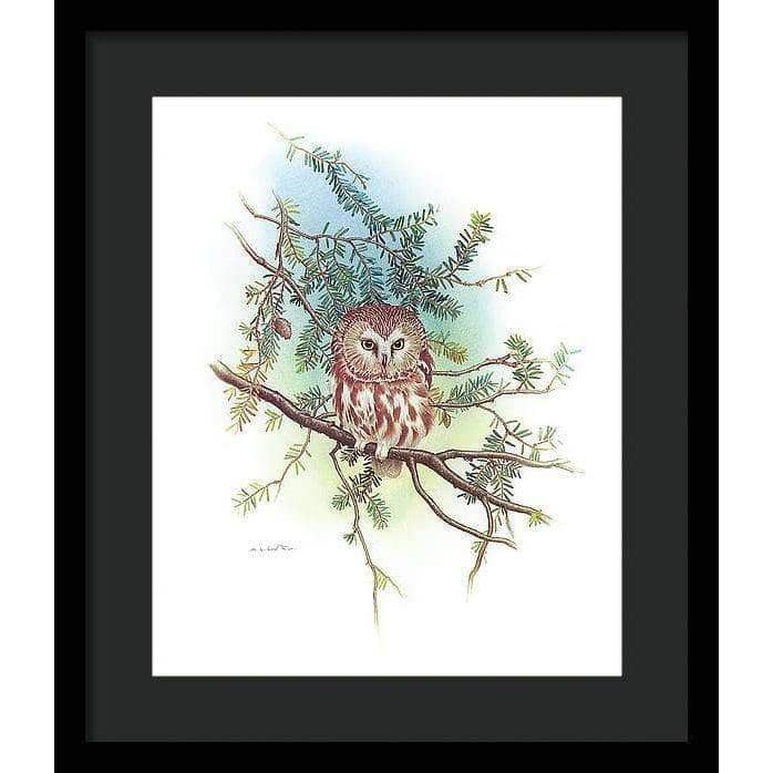 Saw-Whet Owl - Framed Print | Artwork by Glen Loates